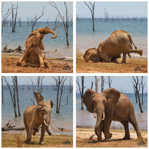 Kategori Amazing Internet Portfolio Award  ini dimenangkan oleh Vicki Jauron dengan judul The Joy of a Mud Bath. Fotonya memperlihatkan rona gembira seekor gajah mandi lumpur di tepi Danau Kariba di Zimbabwe. (dok Comedy Wildlife Photography Awards 2021)