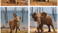 Dan, pada tahun 2021 ini lebih 7.000 foto diseleksi dari berbagai belahan dunia dan dibagi dalam beberapa kategori.  (dok Comedy Wildlife Photography Awards 2021)