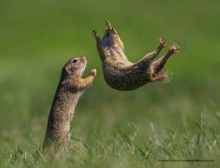 Comedy Wildlife Photography Awards 2021 Comedy Wildlife Photography Awards 2021