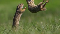 Ayo terbang! (dok Comedy Wildlife Photography Awards 2021)