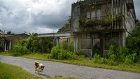 Seekor anjing berada di permukiman kosong Desa Gurukinayan, Karo, Sumatera Utara. 