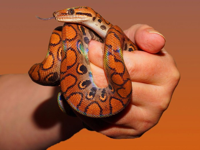 Ular termasuk hewan vertebrata