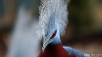 Menurut data organisasi Burung Indonesia pada 2021, burung dara ini adalah salah satu dari 650 spesies burung asal Papua dan termasuk dari 1.812 jenis burung di Nusantara.