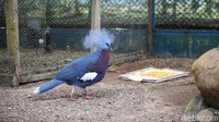 Burung ini memiliki ciri khas mahkota di atas kepalanya serta bulu gelap di sekitar matanya.