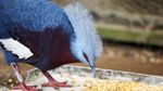 Ini Dia Burung Mambruk, Satwa Endemik dari Papua