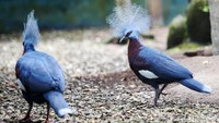 Burung mambruk merupakan hewan endemik Papua, Indonesia.