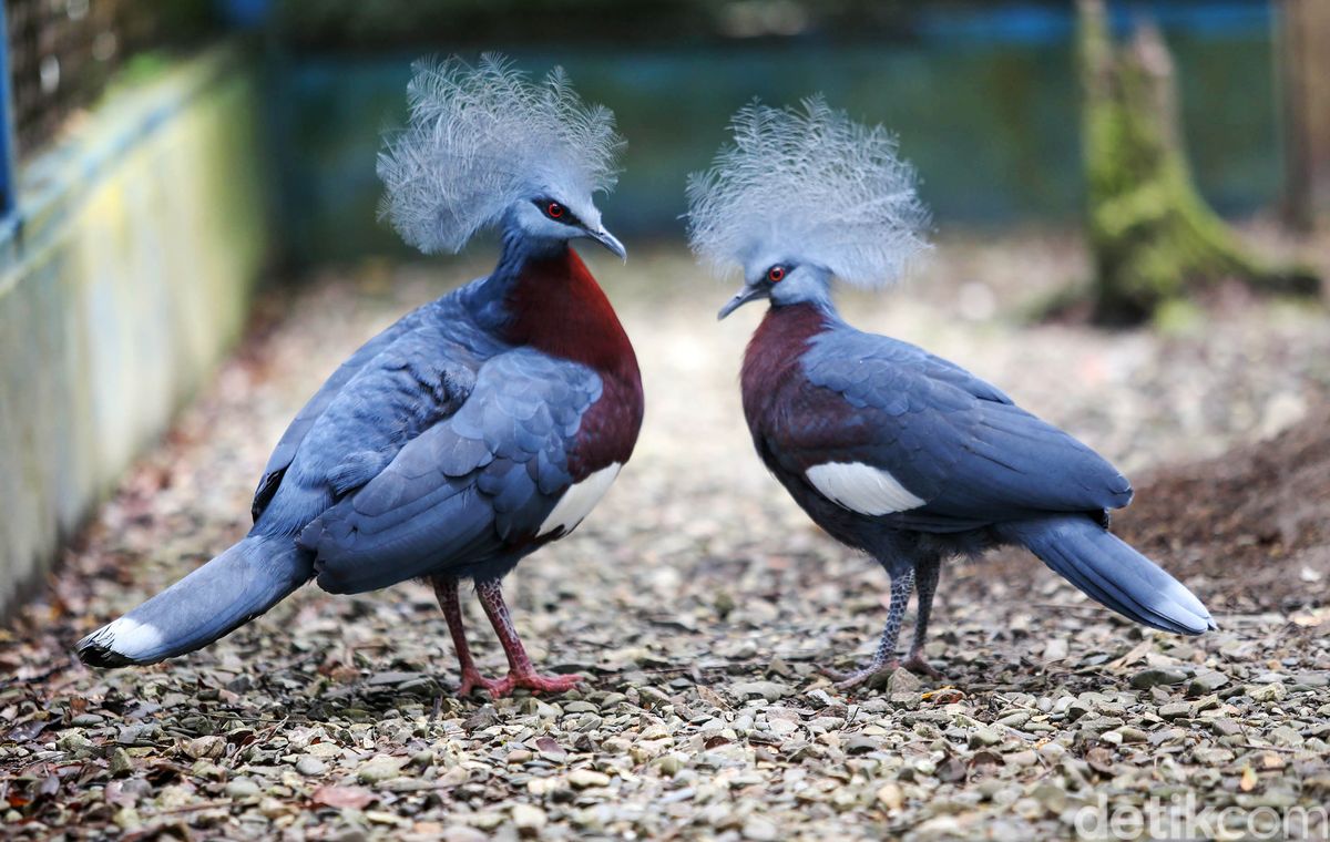 Ini Dia Burung Mambruk, Satwa Endemik dari Papua