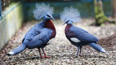 Ini Dia Burung Mambruk, Satwa Endemik dari Papua