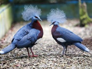 Ini Dia Burung Mambruk, Satwa Endemik dari Papua