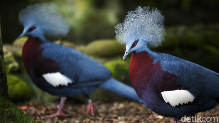 Ini Dia Burung Mambruk, Satwa Endemik dari Papua Sejumlah burung Mambruk Selatan yang berada di kawasan MP-21, Timika, Kabupaten Mimika, Papua. Menurut data organisasi Burung Indonesia pada 2021, burung dara ini adalah salah satu dari 650 spesies burung asal Papua dan termasuk dari 1.812 jenis burung di Nusantara.