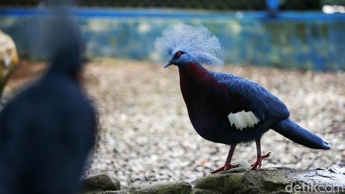 Ini Dia Burung Mambruk, Satwa Endemik dari Papua Sejumlah burung Mambruk Selatan yang berada di kawasan MP-21, Timika, Kabupaten Mimika, Papua. Menurut data organisasi Burung Indonesia pada 2021, burung dara ini adalah salah satu dari 650 spesies burung asal Papua dan termasuk dari 1.812 jenis burung di Nusantara.