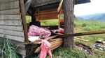 Rusak 18 Rumah Warga Aceh Diamuk Gajah Gegara Pagar Dicuri