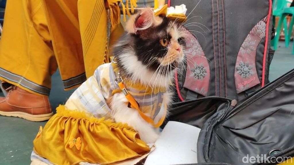 Lenggak-lenggok Kucing di Ciamis Kampanyekan Zero Rabies