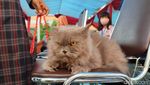 Lenggak-lenggok Kucing di Ciamis Kampanyekan Zero Rabies