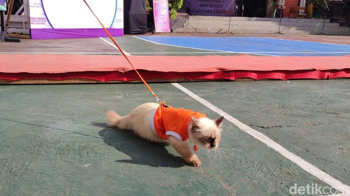 Dinas Peternakan dan Perikanan (Disnakkan) Ciamis menggelar kampanye Geber Ciboris atau Gerakan bersama Ciamis zero rabies dan zoonosis.