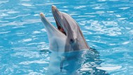 Tragis! 2 Lumba-lumba yang Dieksploitasi untuk Wisata di Bali Mati