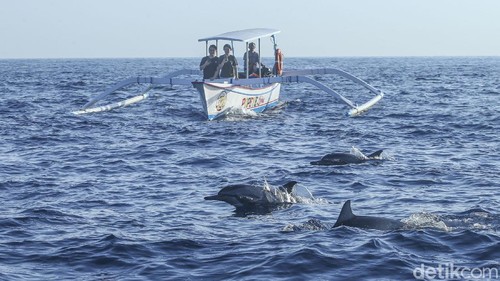 Lumba-lumba di Pantai Lovina