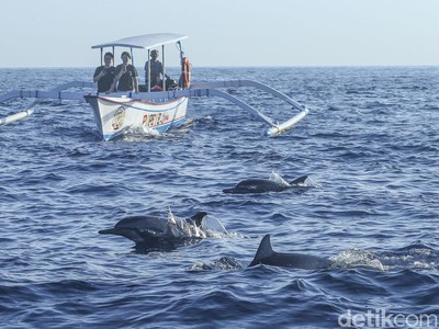 Melihat Langsung Kelincahan Lumba-lumba di Pantai Lovina