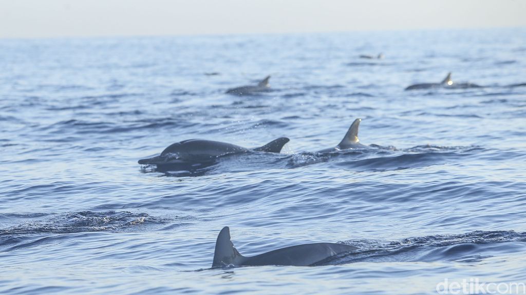 Lumba-lumba di Pantai Lovina