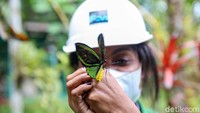 Papua memiliki 2 jenis kupu-kupu endemik.