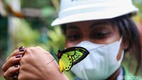 Taman kupu-kupu tersebut dijaga oleh 4-5 orang petugas.