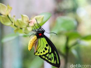Siklus Hidup Kupu-kupu: Telur, Pupa, hingga Rupawan saat Dewasa