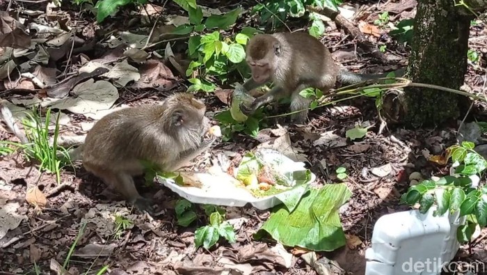 Monyet penghuni cagar alam berebut makanan sisa yang dibuang wisatawan.