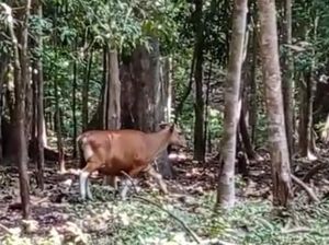 Duh, Banteng Jawa di Cagar Alam Pananjung Tinggal Seekor