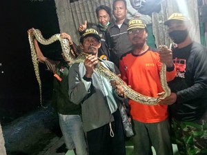 Ular Piton Disergap Saat Santap Malam di Kandang Warga Klaten