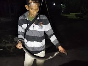Medeni Bocah! Kobra Jawa Ukuran Jumbo Ditangkap di Juwiring Klaten