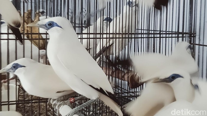 BKSDA Jateng mengirimkan 71 burung jalak Bali dari para penangkar di Klaten ke Pulau Dewata. Burung jalak ini rencananya akan dilepasliarkan di Bali Barat.
