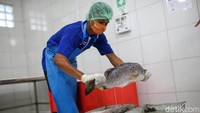 Pekerja tengah beraktivitas di Koperasi Maria Bintang Laut, Timika, Kabupaten Mimika, Papua.