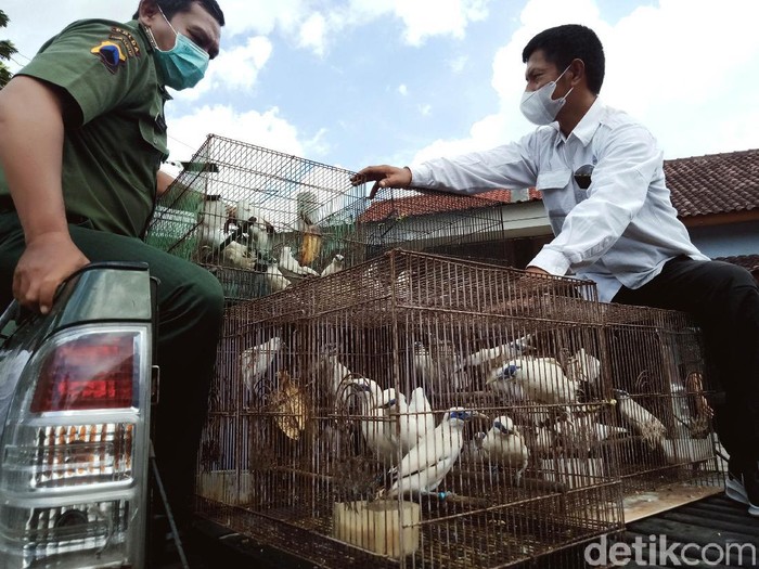 Dikirim ke Pulau Dewata, 71 Burung Jalak Bali Siap Dilepasliarkan Sebanyak 71 ekor burung jalak Bali dikirim ke Bali oleh BKSDA Jawa Tengah. Puluhan burung jalak Bali itu berasal dari para penangkar di Desa Jimbung, Klaten.