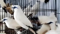Sebanyak 71 ekor burung jalak Bali (Leucopsar Rothschildi) dikirim ke Pulau Bali oleh Balai Konservasi Sumberdaya Alam (BKSDA) Jawa Tengah. Puluhan burung jalak Bali itu berasal dari para penangkar di Desa Jimbung, Kecamatan Kalikotes, Klaten, Jawa Tengah, Rabu (1/12/2021).