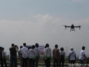 Kala Petani di Ciparay Terkesima Drone Penyemprot Pupuk