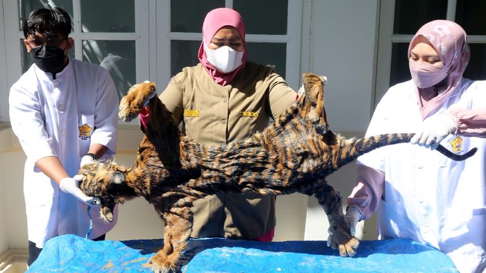 Dokter hewan Balai Konservasi Sumber Daya Alam (BKSDA) Aceh Taing Lubis (tengah) bersama mahasiswa Fakultas Kedokteran Hewan Universitas Syiah Kuala melakukan forensik terbatas terhadap barang bukti kulit harimau sumatera (Panthera tigris sumatrae) hasil sitaan di Banda Aceh, Aceh, Rabu (1/12/2021). Forensik terbatas tersebut dilakukan untuk mengetahui jenis kelamin, usia dan melihat perubahan pada kulit serta perkiraan penyebab kematian harimau yang berusia sekitar satu tahun itu. ANTARA FOTO / Irwansyah Putra/foc.