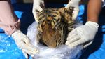 Tragis! Harimau Sumatera Ini Tinggal Kulit