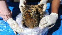 Dokter hewan Balai Konservasi Sumber Daya Alam (BKSDA) Aceh bersama mahasiswa Fakultas Kedokteran Hewan Universitas Syiah Kuala melakukan forensik terbatas terhadap barang bukti kulit harimau sumatera (Panthera tigris sumatrae) hasil sitaan di Banda Aceh, Aceh, Rabu (1/12).