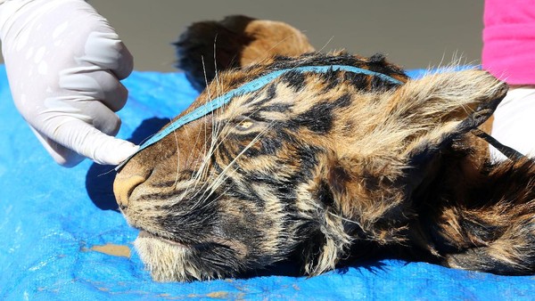 Tragis! Harimau Sumatera Ini Tinggal Kulit