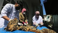 Forensik ini juga untuk mencari tahu perkiraan penyebab kematian harimau yang berusia sekitar satu tahun itu.