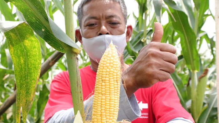Ini Dia Solusi Petani Jagung Manis Ewindo memperkenalkan varietas terbarunya jagung manis Perkasa F1 yang memiliki keunggulan buah besar, daya simpan yang lama serta produktivitas yang tinggi hingga 18 ton/ha.