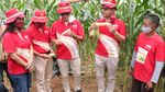 Ini Dia Solusi Petani Jagung Manis