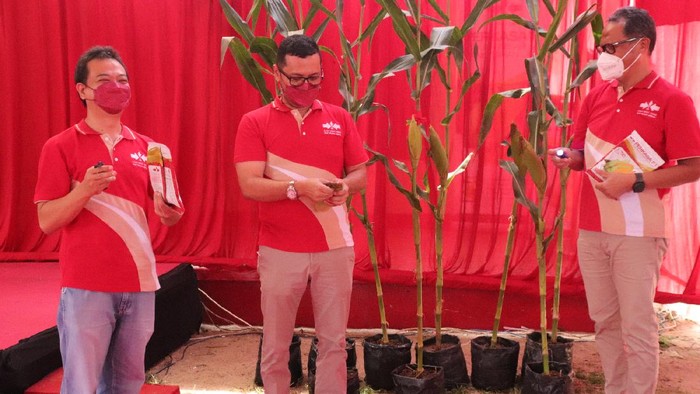Ewindo memperkenalkan varietas terbarunya jagung manis Perkasa F1 yang memiliki keunggulan buah besar, daya  simpan yang lama serta produktivitas yang tinggi hingga 18 ton/ha.