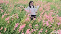 Taman Gladiol