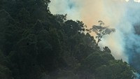 Inilah yang kerap menjadi penyebab kebakaran hutan.