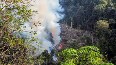 Jangan Ditiru! Buka Lahan dengan Cara Dibakar