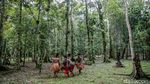 Mengenal Tari Seka, Tarian Asli Suku Kamoro di Papua