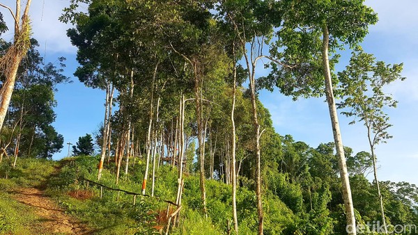 Pengelola sengaja tidak menebang atau membiarkan keberadaan pepohonan tinggi ini. Selain untuk menjaga lingkungan, tentunya untuk memberi daya tarik sendiri. Foto: Abdy Febriady/detikTravel Pengelola sengaja tidak menebang atau membiarkan keberadaan pepohonan tinggi ini. Selain untuk menjaga lingkungan, tentunya untuk memberi daya tarik sendiri. Foto: Abdy Febriady/detikTravel