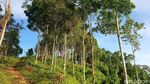 Potret Kecantikan Bukit Anugrah, Serasa di Atas Awan