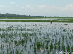 200 Hektare Sawah di Kudus Terendam Banjir, Petani Gagal Panen